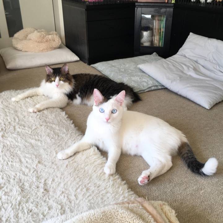 8a47bf37 c3a1 4a38 8dcf 4cd3f26d0381 1514623865238