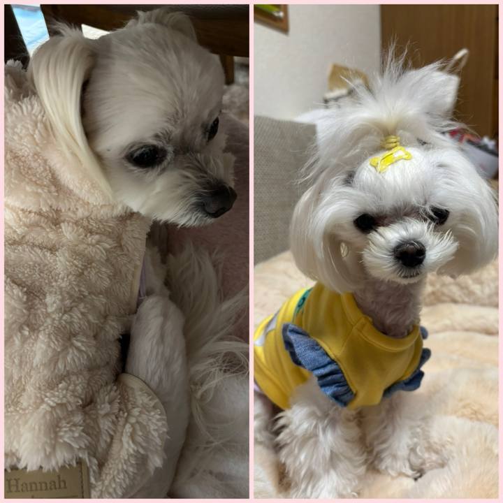 8a496f5f e726 414d 8f51 740bc4cfb1df 1742025912708