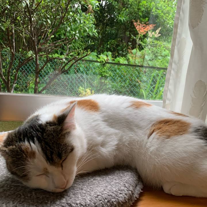 8a4edf84 c81a 4cb3 80cc bb756c379f26 1621473631748