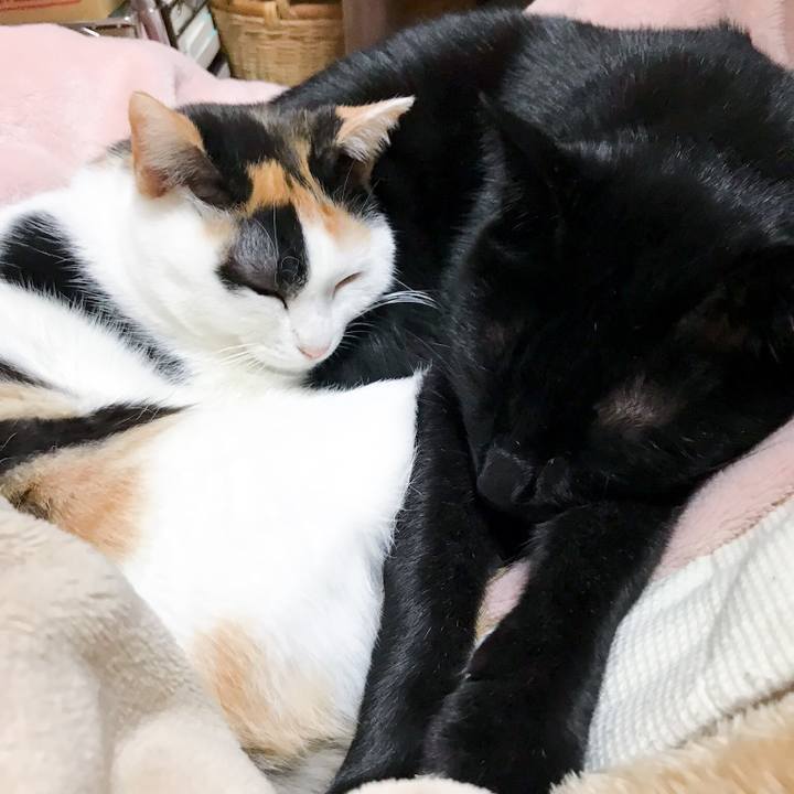 8a4f9088 b686 49e0 9809 affa146ba841 1513177653726