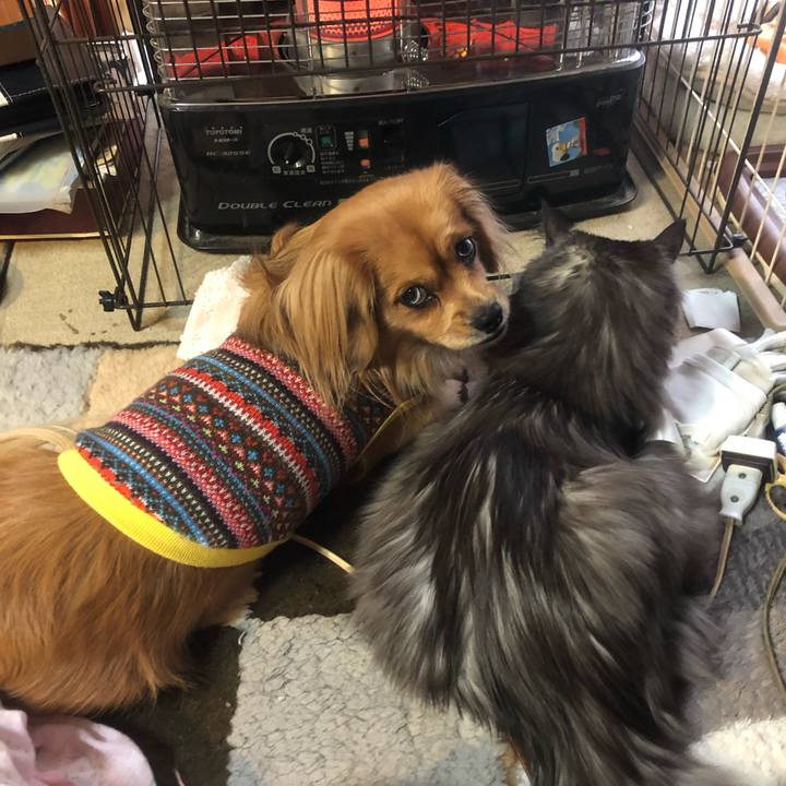 8a50084a e3bd 46e5 908d bfc708a4c7db 1543183649872