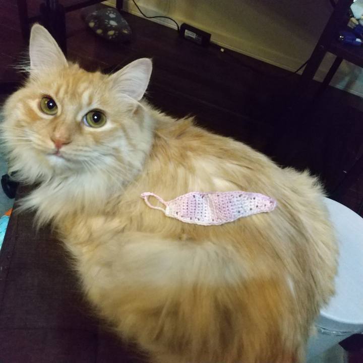 8a5207d1 6d16 4ee7 8d4f 7759f66d7cac 1651240256672