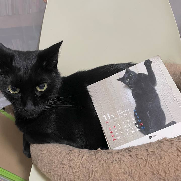 8a52d0bc f152 4b4e bec5 202283c5bbdb 1733051765751