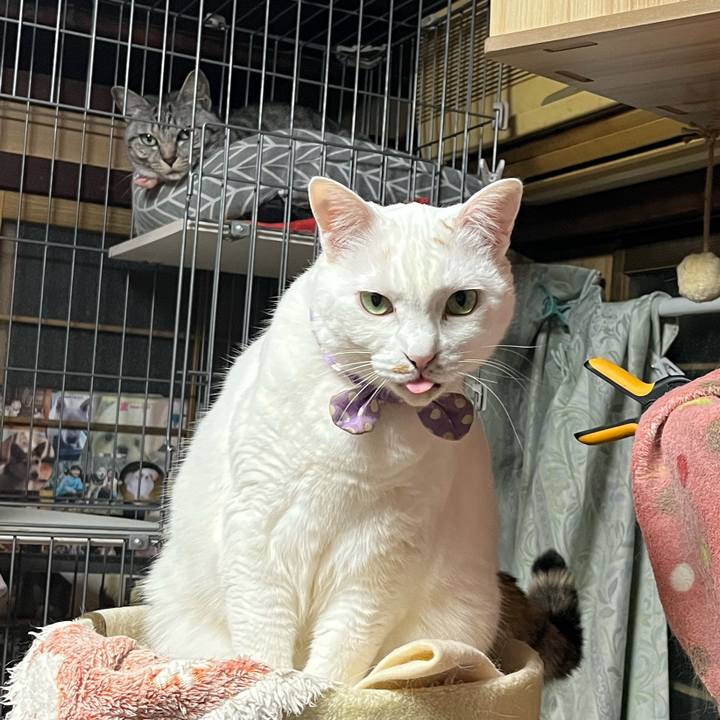 8a567c78 4747 41b5 a455 75d18018ee49 1774345159134