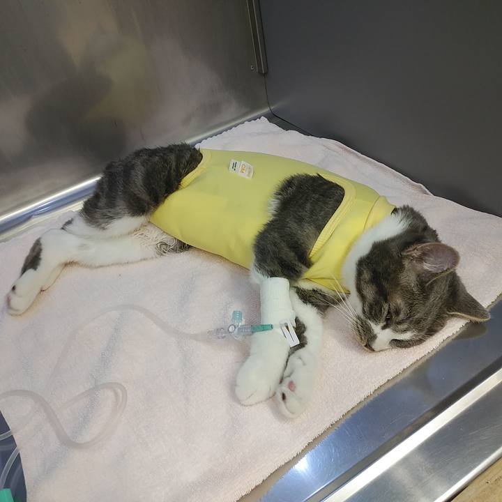 8a56b06c 2499 4584 aaa4 45e5a5d14227 1584090263812