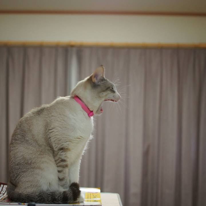 8a584ad4 55d6 48ee 8d79 25b7cc3c4efe 1517403897148