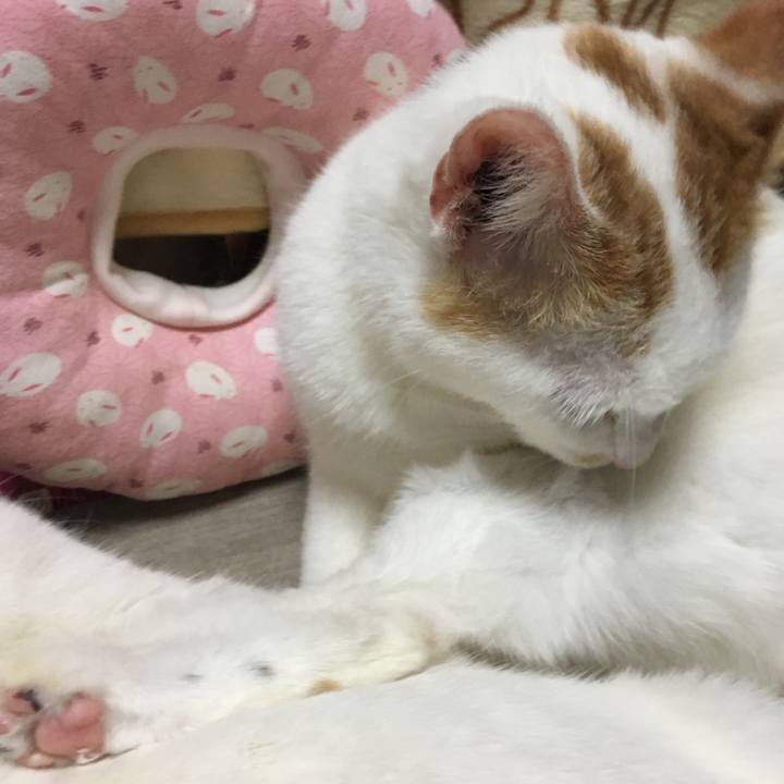 8a5b1cfb 7cbf 413a a6cb 0245d70d8f56 1550231225561