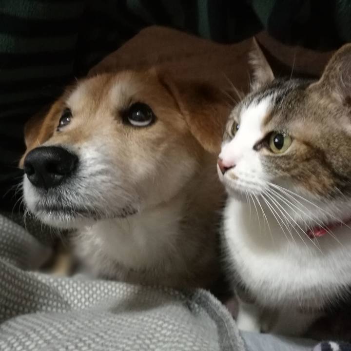 8a5c0fd7 aa1f 405a 950e b2f22345f692 1516446377129