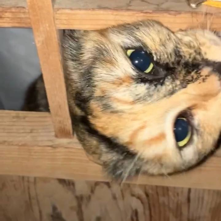 8a5db0d0 1910 442b 800f e351fb572bc3 1738096336817