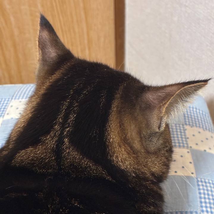 8a5e0058 7582 4bb9 94d7 f6e4cdd34f03 1774005533610