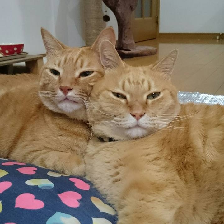 8a5ff484 664d 4d78 8c90 c2e75dbeff66 1541667673663