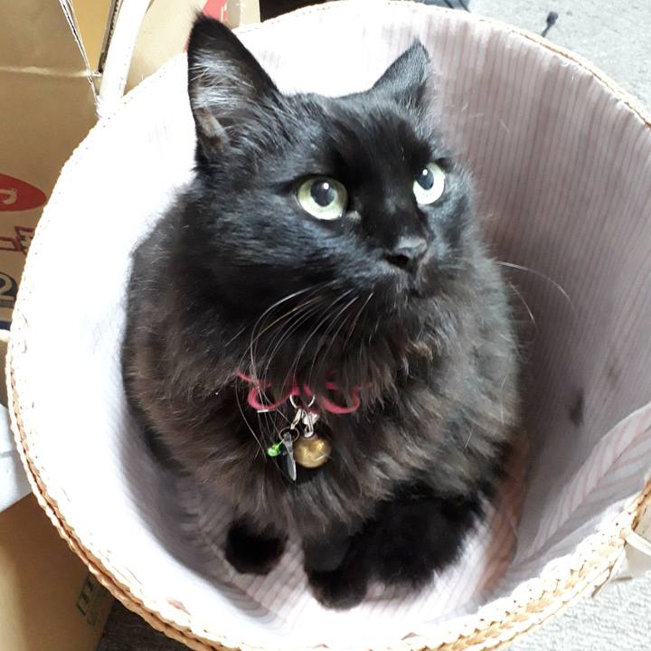 8a60c760 528f 4cfd 8e06 48575d2e967c 1546168894047