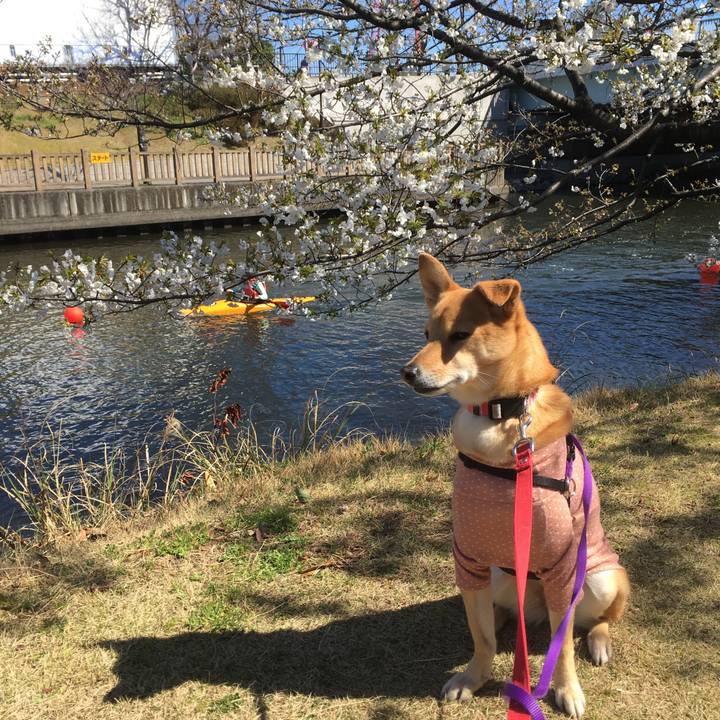 8a61eb92 81df 4aa2 aa51 8b4b78c21f0b 1553400966055