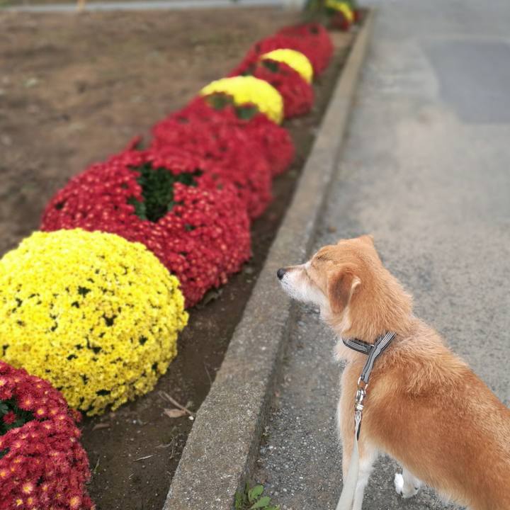 8a623463 d1aa 4351 8cd8 5c13976ad202 1509625483583