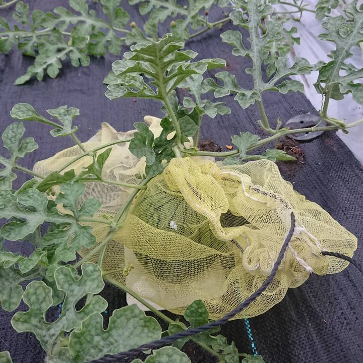 8a630314 2947 44e7 a907 90301b914429 1593510351655