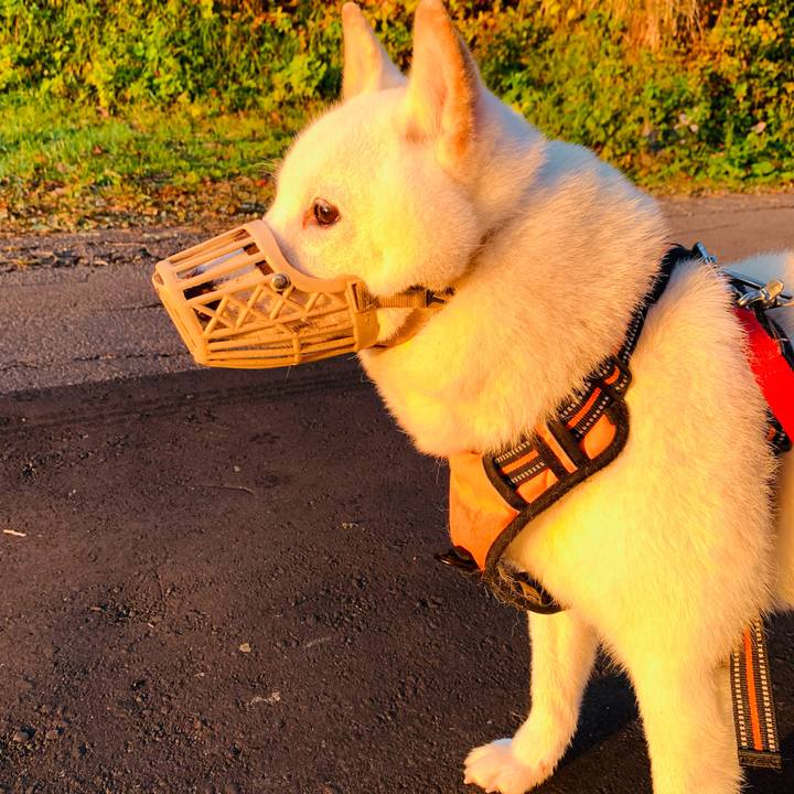 8a63a506 03d3 4a7f 8ca2 9dc6066396af 1635113275892