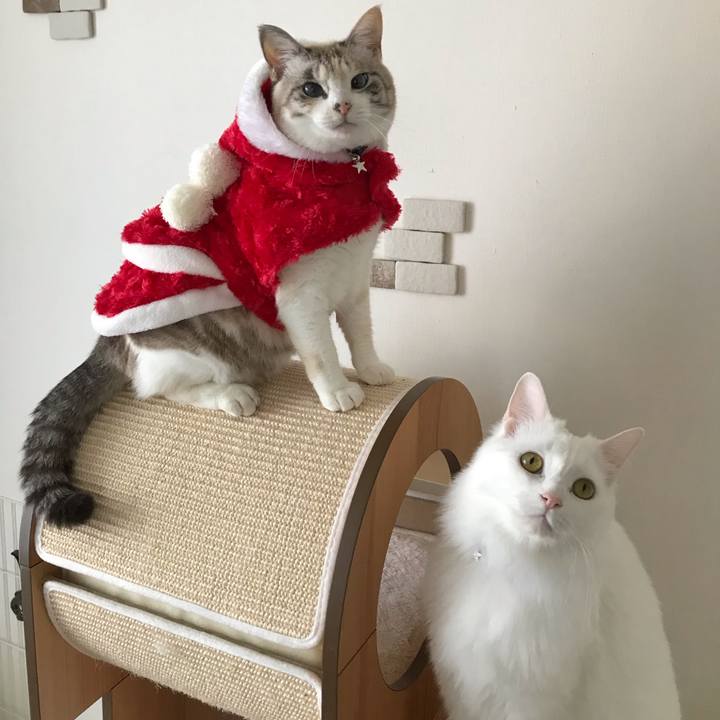 8a64f326 077c 42a1 a143 c01a6ece1c63 1545619296661