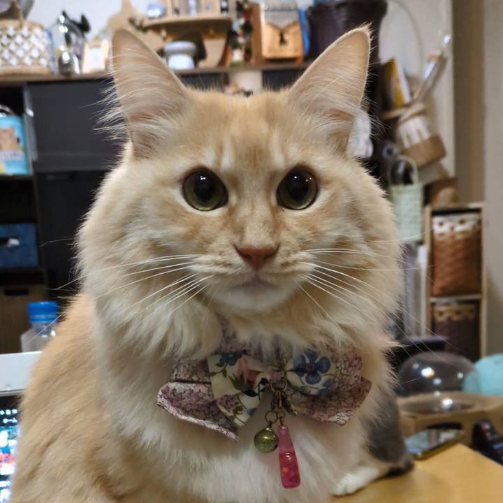 8a666364 19c3 46ff 888f 4530c77a1909 1766929747563