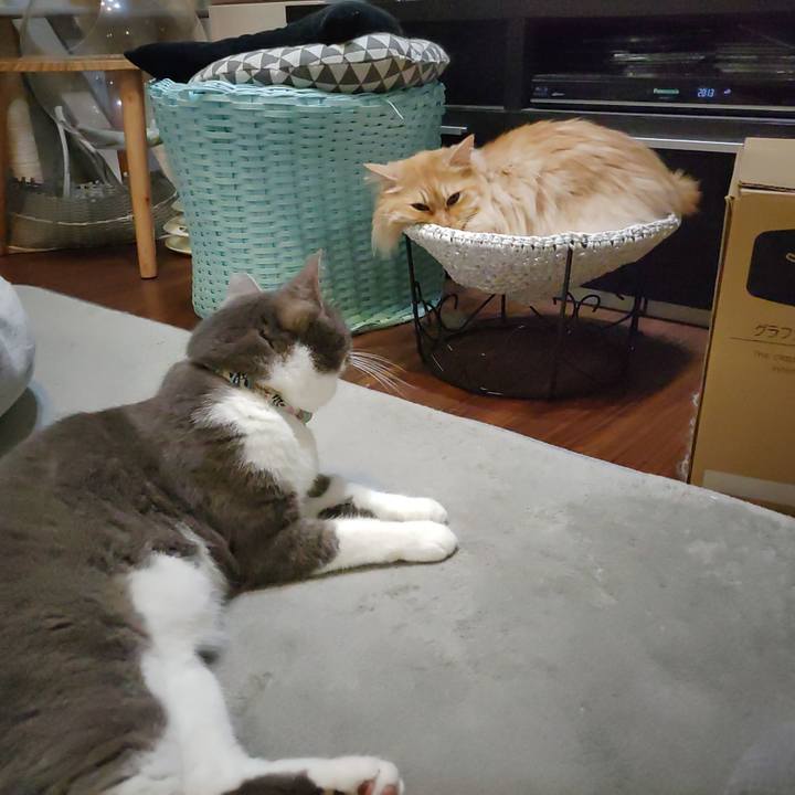 8a67bca0 1498 47a9 873f 8db0766e9147 1717845596829