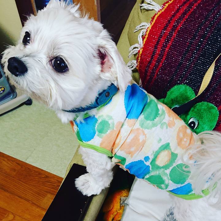 8a6d8ade a724 4c31 9886 db7fbd432a24 1553586674839