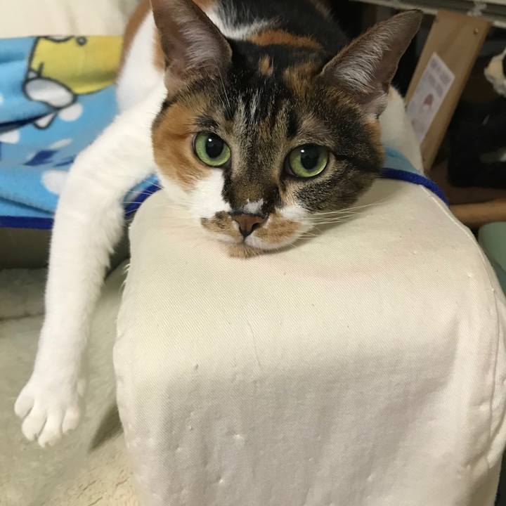 8a6eda24 3ca3 4b0f b0f2 597a3ba22259 1532964994666