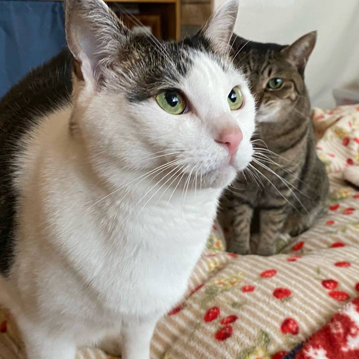 8a6f00f8 f133 4e49 93e1 97166feff594 1767608399981