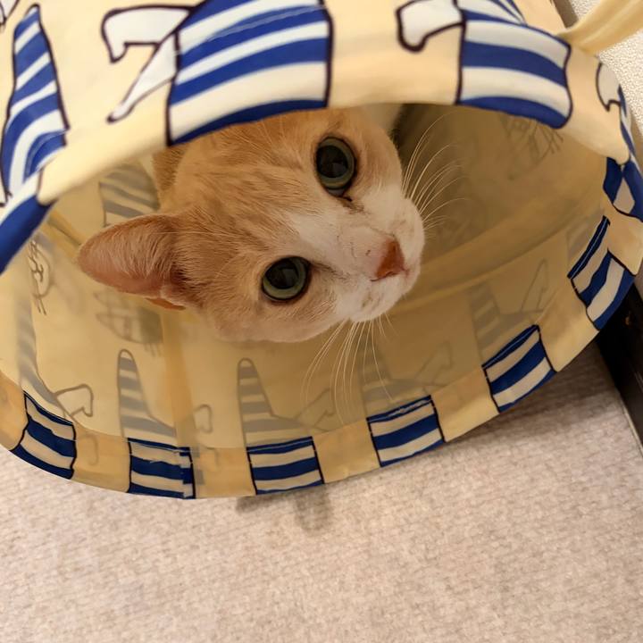 8a6f70b5 1684 408c 996c 3da5031da7eb 1765700278964