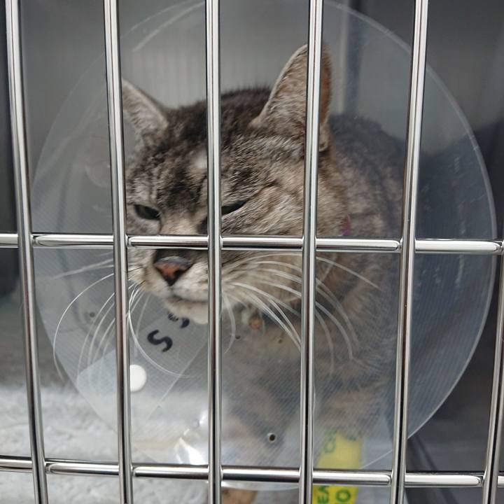 8a718c25 f842 4cdd 815f fea24c738460 1585731252275