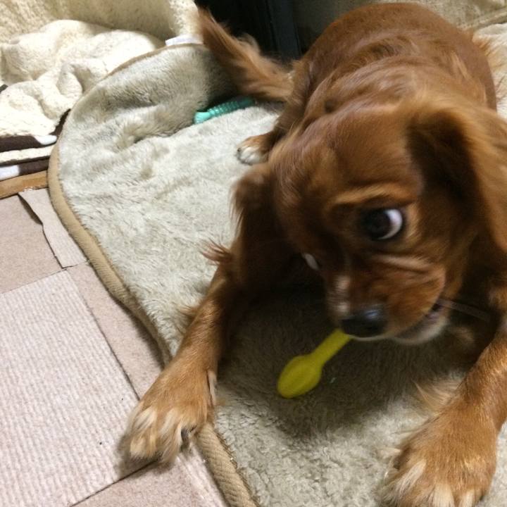 8a724c70 50e5 4bcf 938f b49b57005570 1512424477576