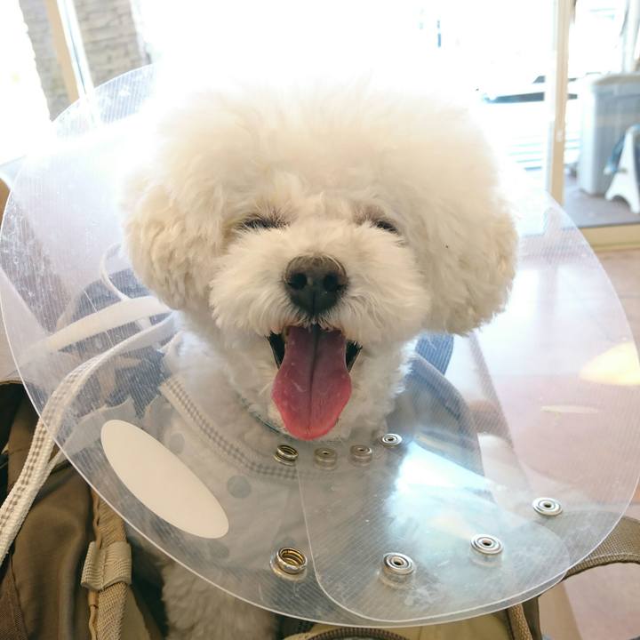 8a7308fb 59cb 44b3 bd38 eaac32a25044 1522970282806