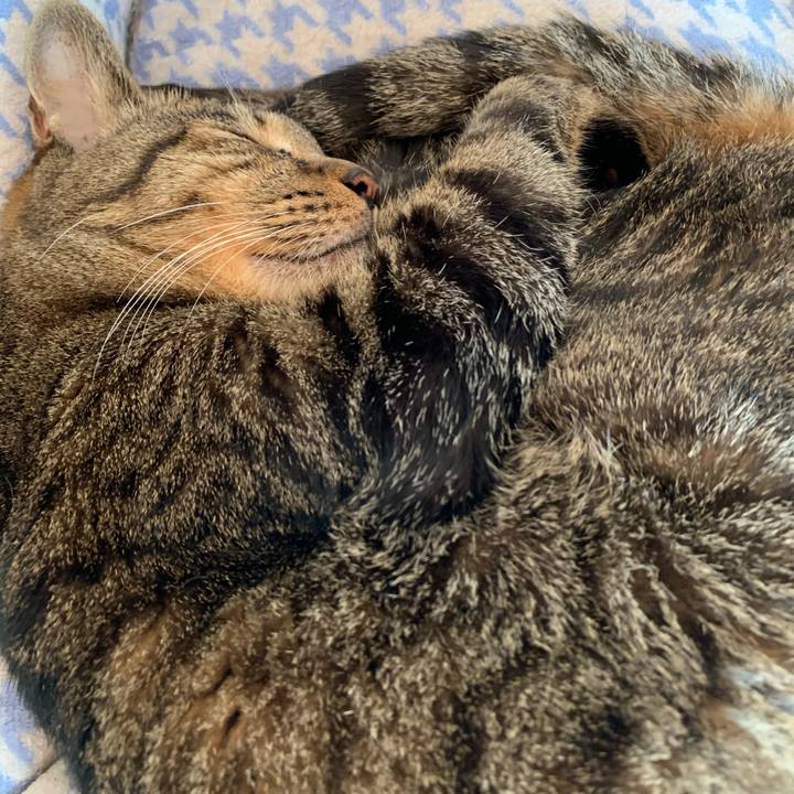 8a74b36b f43a 42a7 8ff0 362276f3cbed 1602721444310