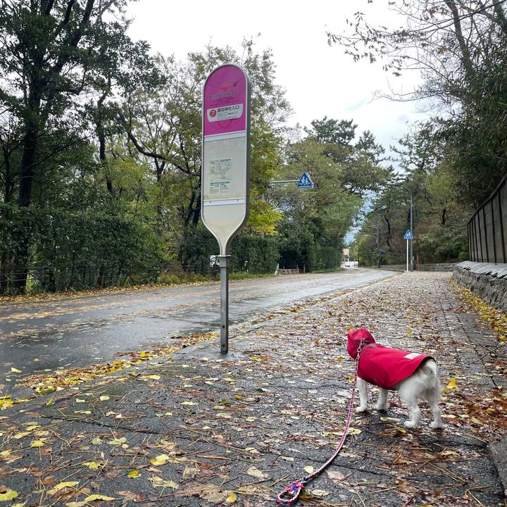 8a766ff1 2370 455d b122 e869ab8cf2c1 1732836554327