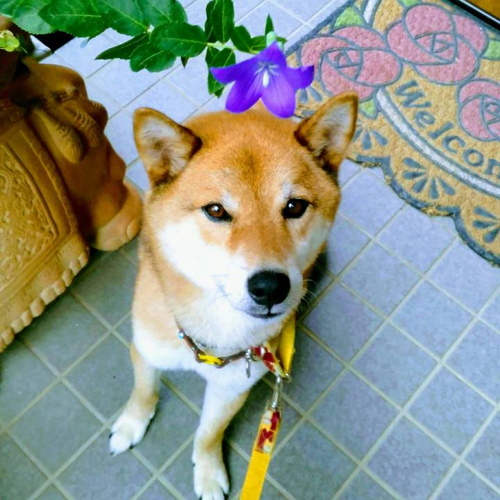 8a767322 86e4 43c2 9635 011c48cdfbb3 1530662140408