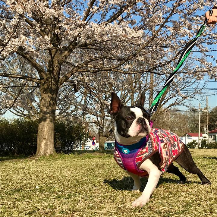 8a777b72 eba2 4671 a339 348627abef8a 1585137126020