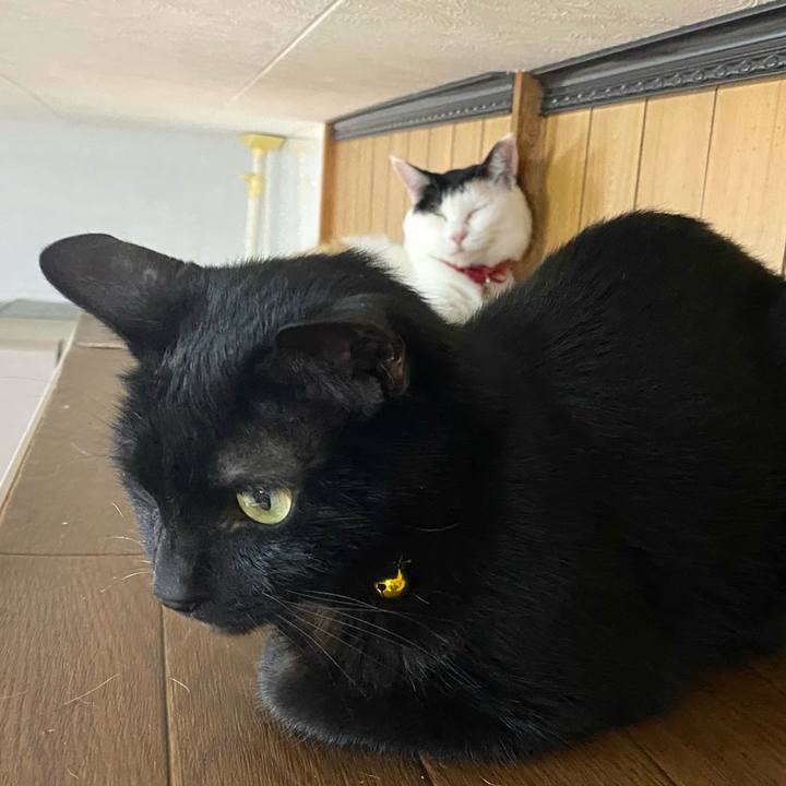 8a77bc80 12e0 4801 8eac b24ba9963c35 1755693516857