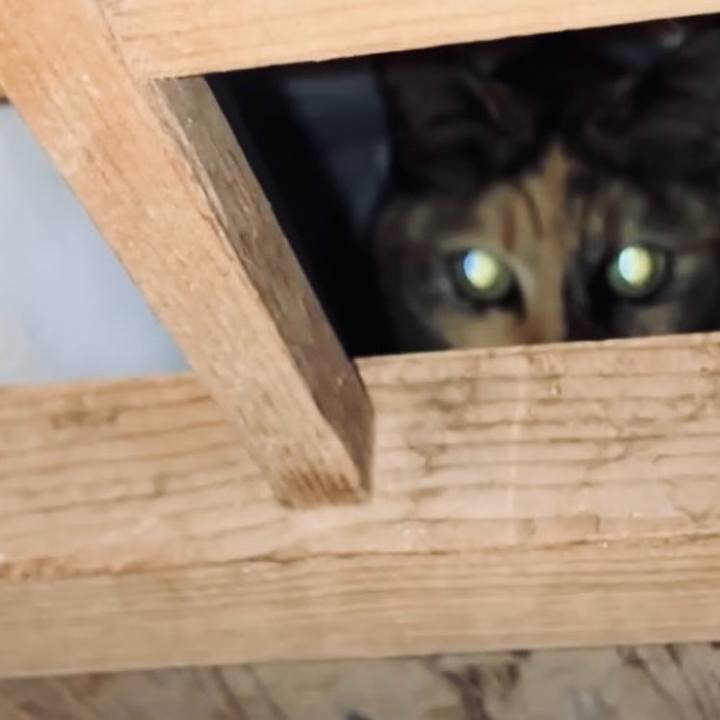 8a791c6f 2da4 447b b16d 4860018b81c2 1736196726518