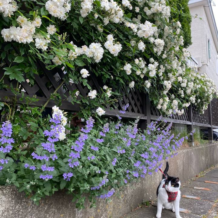 8a7a00f1 c009 4d5d 9e27 2ee38b6dbb4c 1622350479273