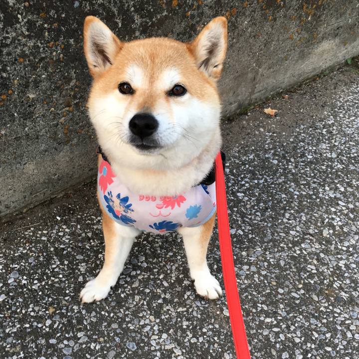 8a7add73 372b 4acc 8071 52423a7763b9 1589449570134