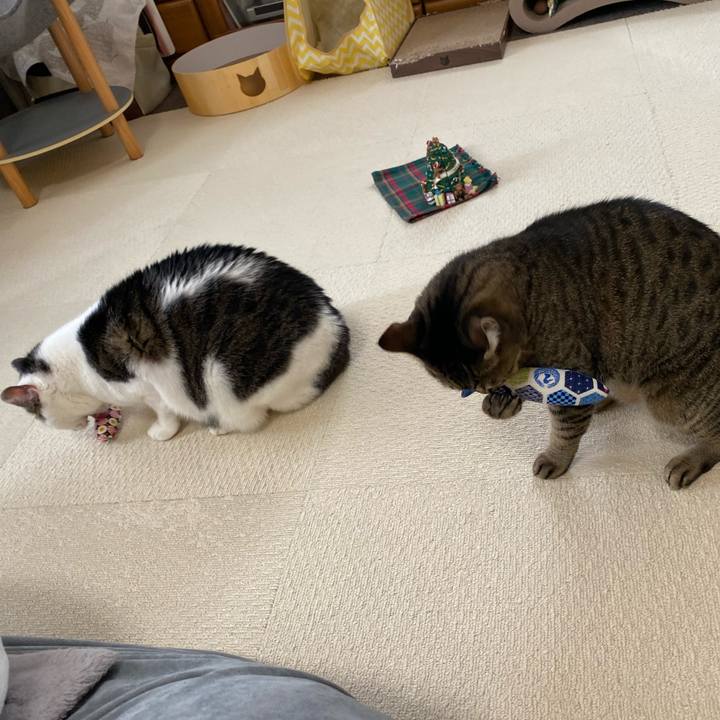 8a809f9b 35cd 465c 8bd3 29f3e5212a95 1766636080656