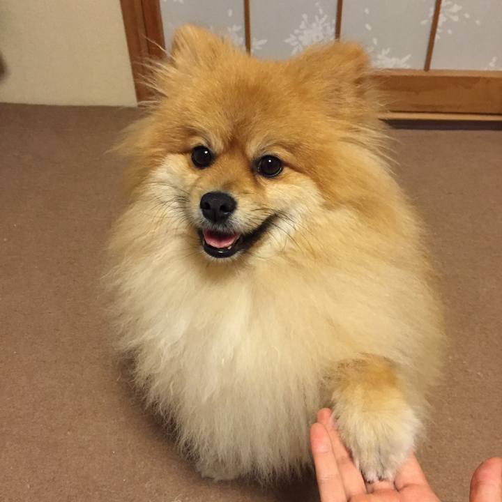 8a8216c5 118a 4e8c 86c2 c84f064675b9 1508762374444