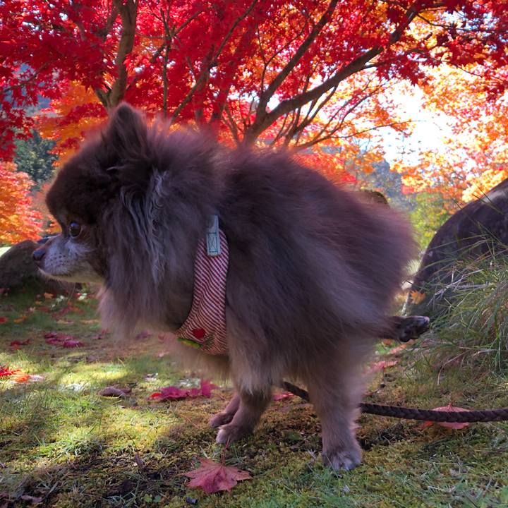 8a823b52 92f9 4536 b2f8 05b25c5211c5 1635571967504