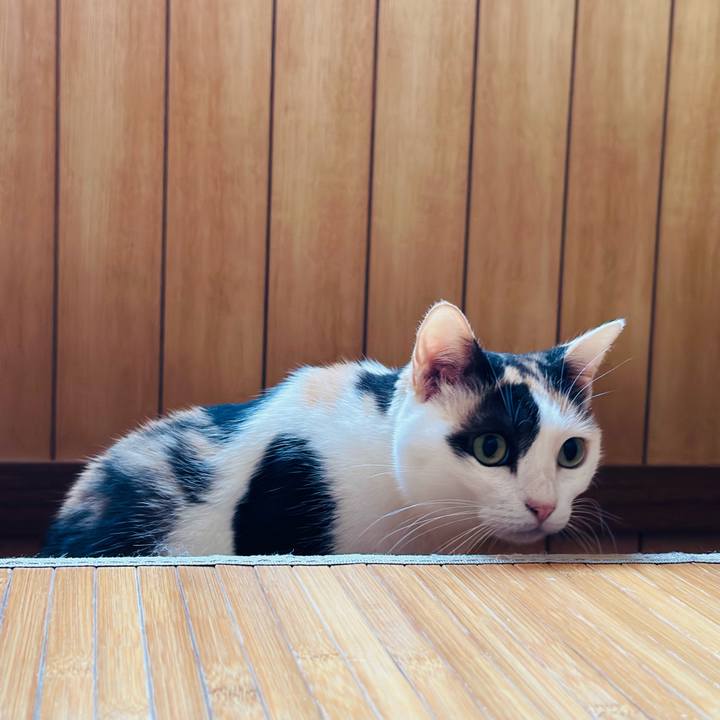 8a830045 3125 401b bce0 9318d78a33b2 1696987254229