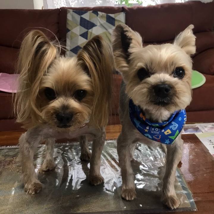 8a8526a9 3dd9 429f a1ad 1ebf905a62c4 1591348941133