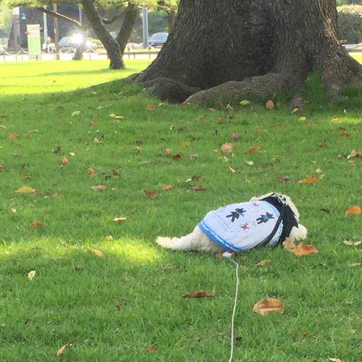 8a882e84 4181 4b7f b54d f4edc407f03c 1529933506594