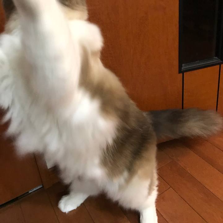 8a88ed7e 013d 49ca acf5 09c5e8a79535 1513115688754