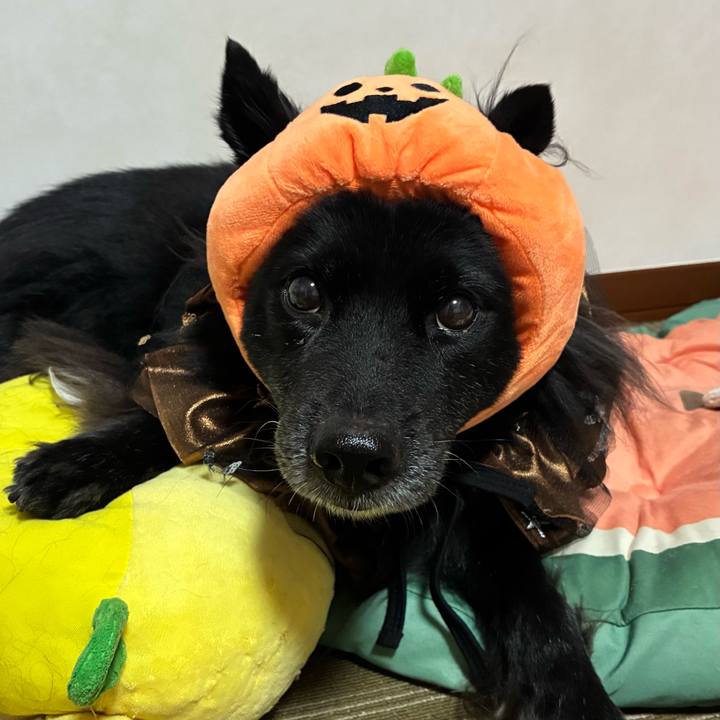 8a8916ef 5374 4038 b2b3 e55018952b9d 1759240422522