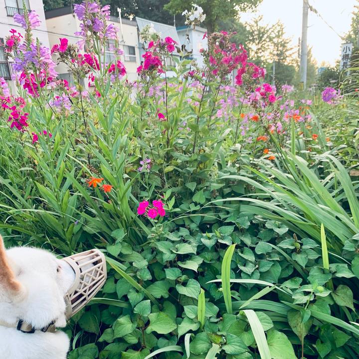 8a8948fa de7b 4dfe 8cb8 4d75d625396a 1598650776750