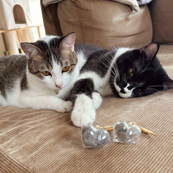 8a89f2f3 cd97 4655 b603 9180f8f658d1 1759122977804