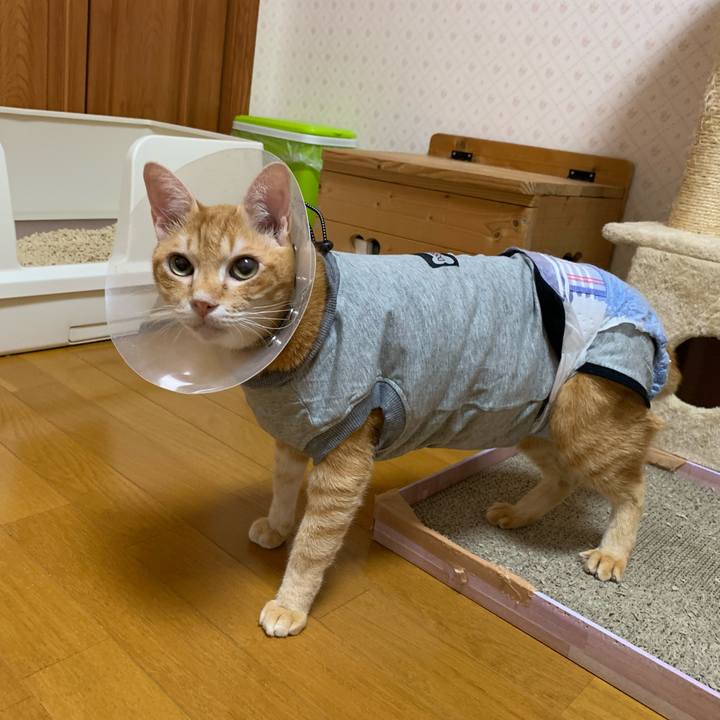 8a8a436d be12 420f 9025 a7f6cb66ff06 1634737137590