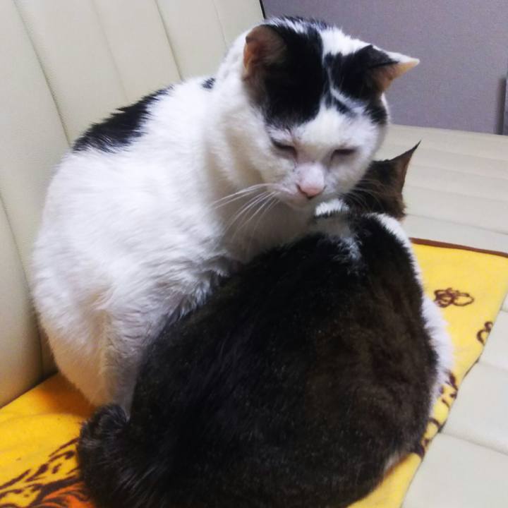 8a8c9374 e6a0 4790 a6cf 86d16471960d 1544533795645